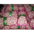 Fresh Style and HACCP GAP Certification Garlic Raw Material